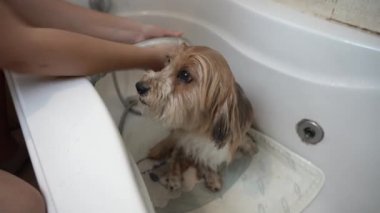 Kız köpeğini küvette yıkıyor.