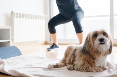 Evinin oturma odasında köpeğiyle egzersiz yapan bir kız.