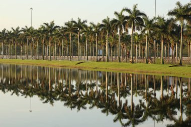 Mirimar, FL-USA 12 Mayıs 2019: Palmiye ağaçlarının birbiri ardına bir gölet üzerinde yansıması.
