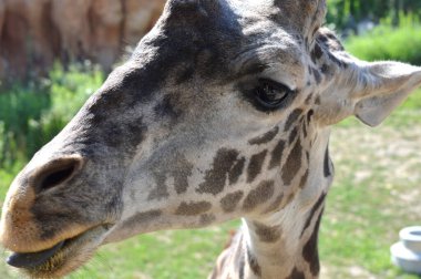 Columbus, Ohio 15 Temmuz 2020 Dublin, Ohio 'daki Columbus Hayvanat Bahçesi ve Akvaryumu. Başrolde Zürafa Safari.