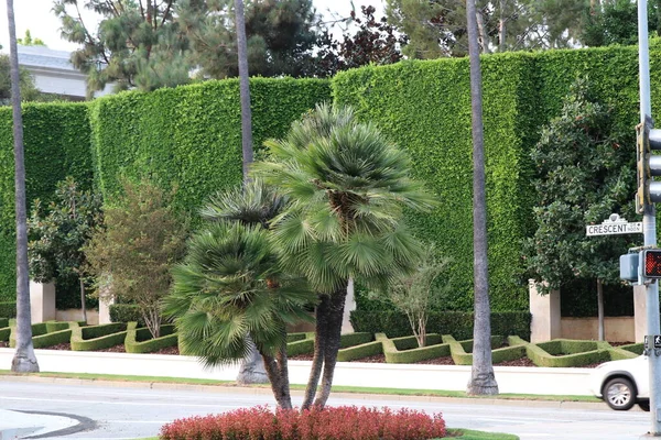 Beverly Hills Settembre 2020 Neigborhood Manicured Beverly Hills California — Foto Stock