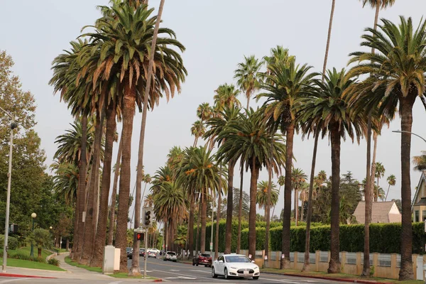 Beverly Hills Septiembre 2020 Palm Tree Lined Street Beverly Hills — Foto de Stock