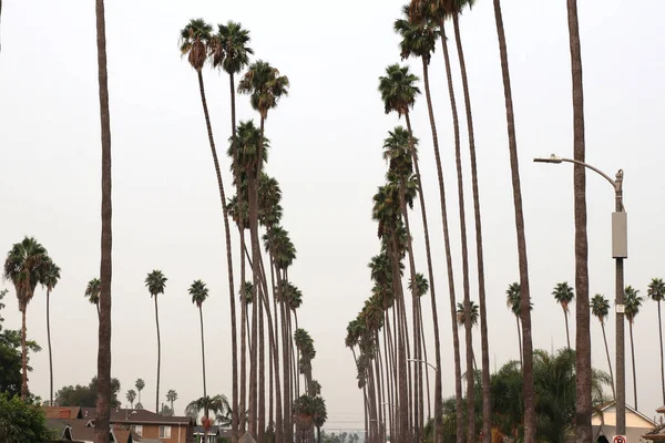 Los Angeles Septiembre 2020A Palm Tree Lined Street South Central — Foto de Stock