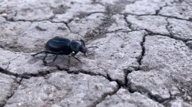 Karanlık böcek (Tenebrionidae) Kaliforniya tepelerinde yiyecek arar..