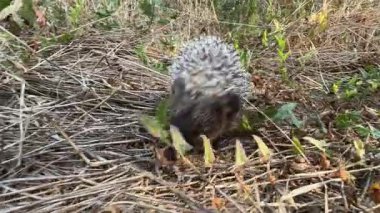 Avrupa kirpisi (Erinaceus europaeus) yiyecek aramak için kuru otların arasında sürünür..