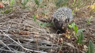 Avrupa kirpisi (Erinaceus europaeus) yiyecek aramak için kuru otların arasında sürünür..