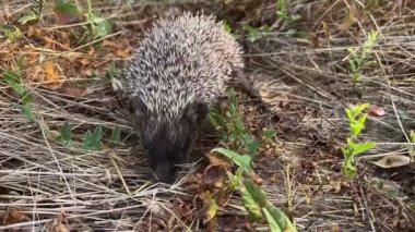 Avrupa kirpisi (Erinaceus europaeus) yiyecek aramak için kuru otların arasında sürünür..