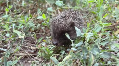 Genç Avrupalı bir kirpi parkta yürüyor