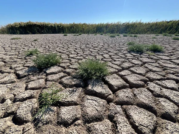 Ukrayna 'nın Karadeniz kıyısındaki kuru sulak alanların dibinde çatlaklar var..