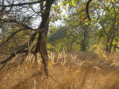 Kurumuş yaban gevreği çiçekleriyle dolu bir sonbahar çayırı.