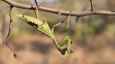 Avrupa peygamber devesi (Mantid dini) parkta bir dalda çekirge yer..
