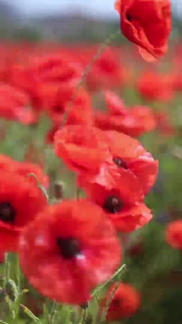 Поле мака Цветы Мак Красный цветок — стоковое видео