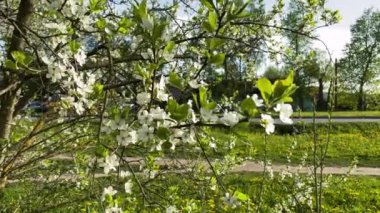 Elma ağacında beyaz çiçekler, arka planda yol.