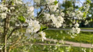 Genç yeşil çimenler, mavi gökyüzü ve ağaçtaki beyaz bahar çiçekleri.