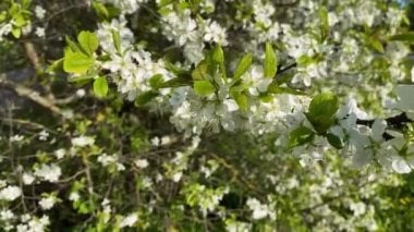 Rüzgardaki güneş ışınlarında ilkbahar ağacı