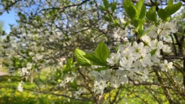 Çiçek açan bir ağacın dalı. Ağaçtaki beyaz çiçekler.