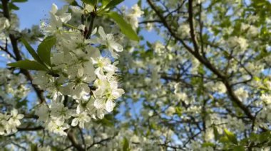 Güzel beyaz çiçekler rüzgarda sallanıyor mavi gökyüzüne doğru