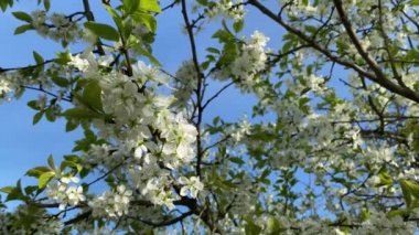 Mavi gökyüzüne karşı dalda güzel beyaz çiçekler