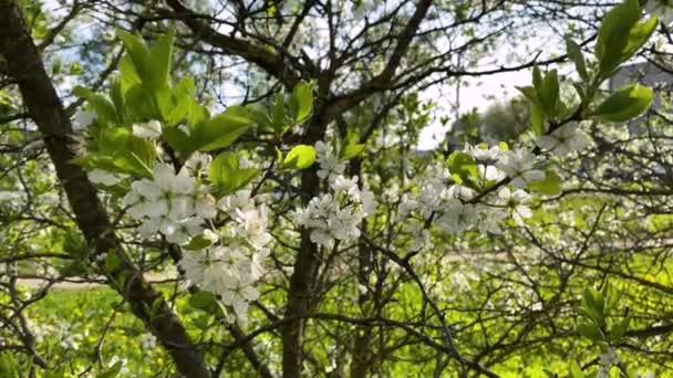 Groen Gras Lente Witte Bloemen — Stockvideo