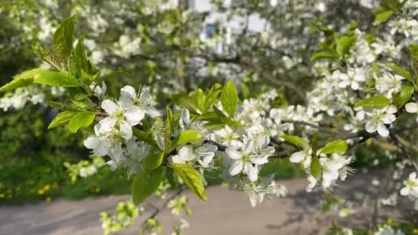 Ramo Con Fiori Bianchi Ondeggianti Nel Vento — Video Stock