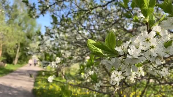 Sendero Una Rama Con Flores Blancas Que Balancea Viento Jardín — Vídeos de Stock