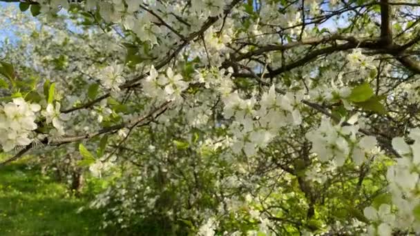 Jardim Cereja Florescente Pálpebras Com Belas Flores Brancas Folhas Verdes — Vídeo de Stock