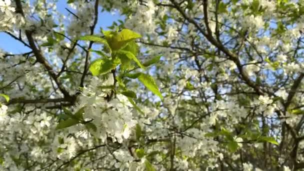 Árbol Entero Colores Blanco Nieve Contra Cielo Azul — Vídeos de Stock