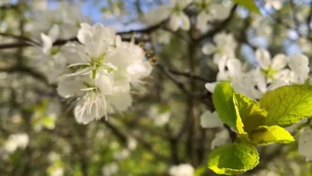 Flores Blancas Grandes Cerezo — Vídeos de Stock