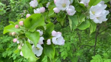 Bahçede usulca pembe çiçekler