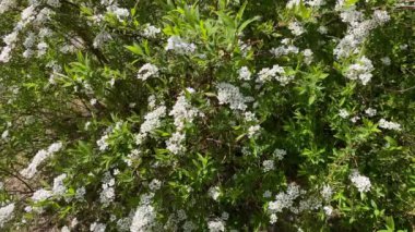 Çalı üzerinde beyaz çiçekler rüzgarda sallanıyor.