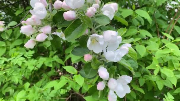 Grandi Fiori Mela Bianchi Rosa Ondeggiano Ramo — Video Stock