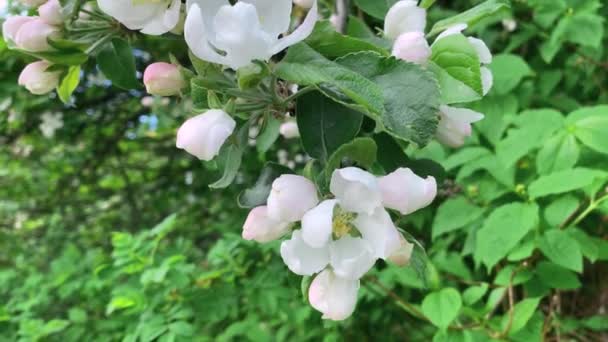 Primavera Delicati Grandi Fiori Bianchi Sull Albero — Video Stock