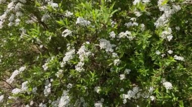 Çalı üzerinde beyaz çiçekler rüzgarda sallanıyor.