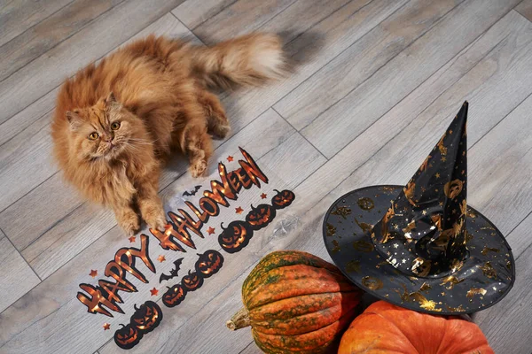 Zencefilli tatlı kedi, balkabağı ve harfli mutlu Cadılar Bayramı                               