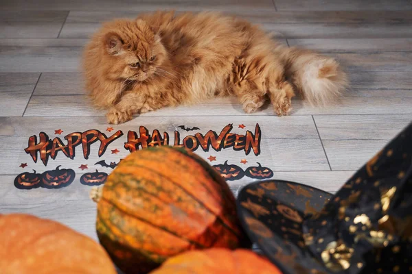 Zencefilli tatlı kedi, balkabağı ve harfli mutlu Cadılar Bayramı