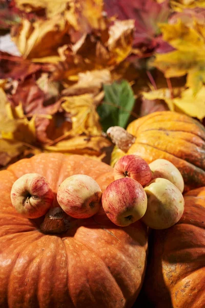 Balkabakları, elmalar ve düşen yapraklarla sonbahar manzarası                             