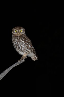 Küçük bir baykuş (Athene noctua) geceleyin tünedi.