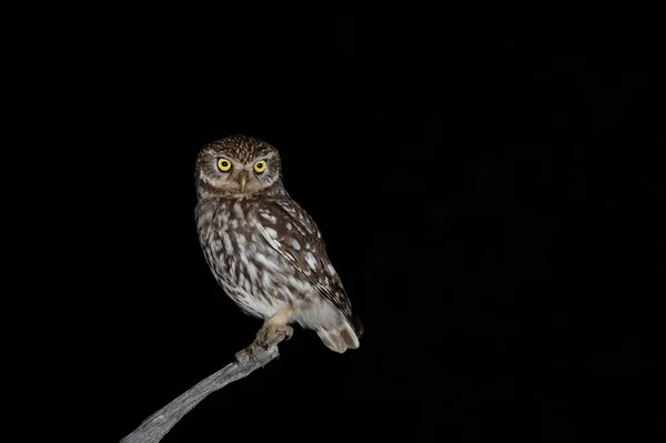 Little Owl Athene Noctua Perched Night — Stock Photo, Image