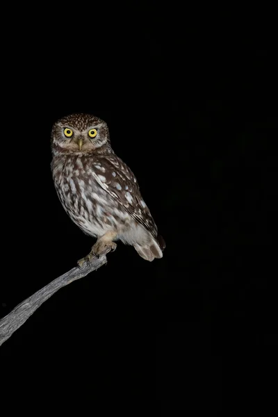 Mała Sowa Athene Noctua Siedząca Nocą — Zdjęcie stockowe