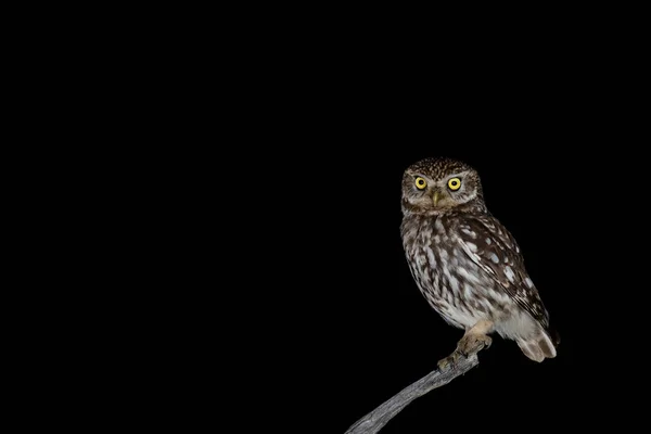 Little Owl Athene Noctua Perched Night — Stock Photo, Image