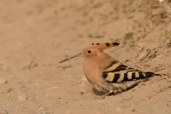 Common Hoopoe Upupa Epops Taking Sand Bath — Stock Photo, Image