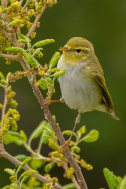 Bir çalı bülbülü (Phylloscopus sibilatrix)