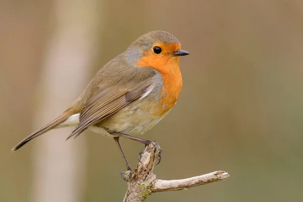 Avrupalı Bir Robin Erithacus Rubecula — Stok fotoğraf