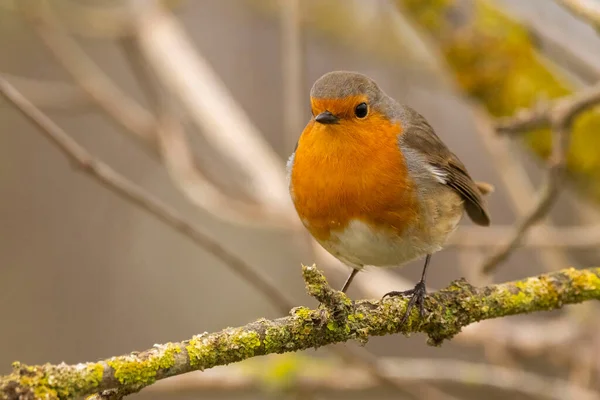 Avrupalı Bir Robin Erithacus Rubecula — Stok fotoğraf