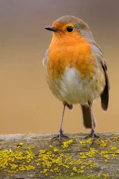 European Robin Erithacus Rubecula — Stock Photo, Image