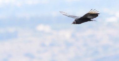Ekvador Quito 'nun ortasında bir kara akbaba (Coragyps atratus)