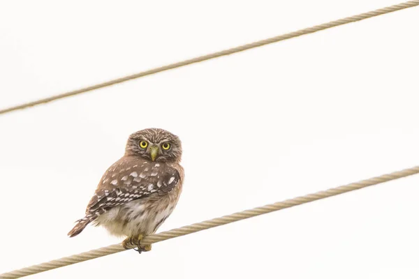 Pacific Pygmy Owl Glaucidium Peruanum Perched Telephonic Wire Churute Mangroves — Stock Photo, Image