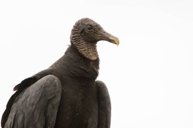 A black vulture (Coragyps atratus) closeup portrait with white background. clipart