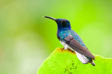 Ekvador, El Oro 'daki tropikal ormanda beyaz boyunlu bir erkek Jacobin (Florisuga mellivora)