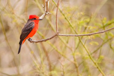 Quito, Ekvador 'da bir erkek sinekkapan (Pyrocephalus rubinus)